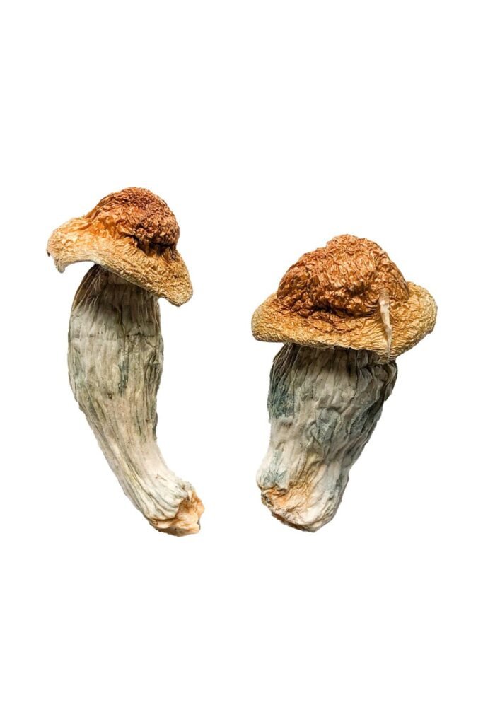 Melmac (Homestead Penis Envy) Magic Mushrooms