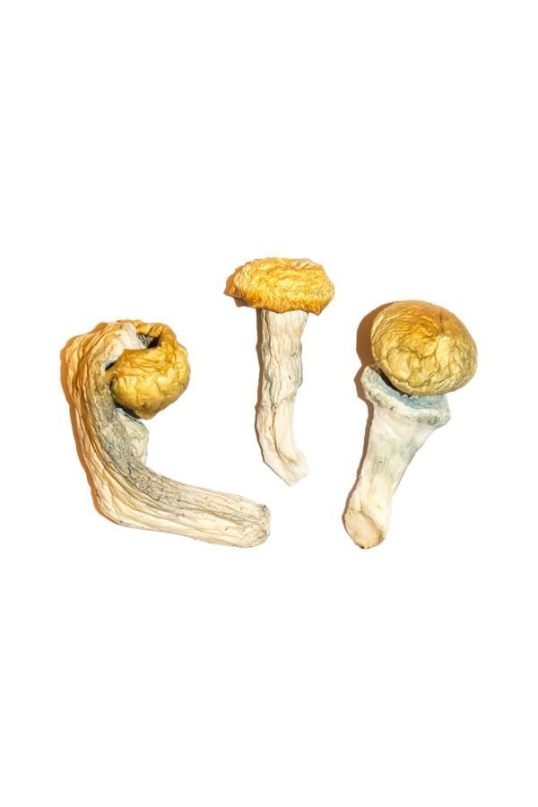 Penis Envy Magic Mushrooms
